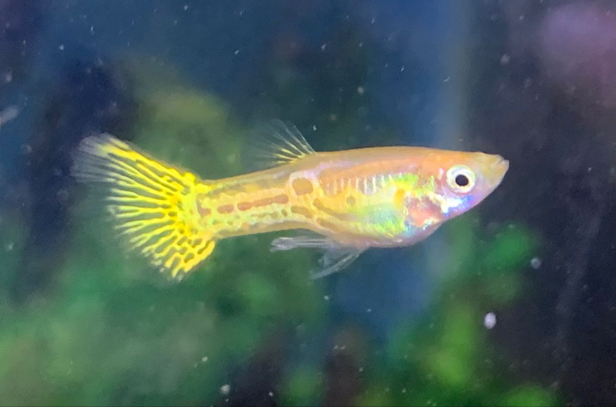 Guppy Golden Cobra