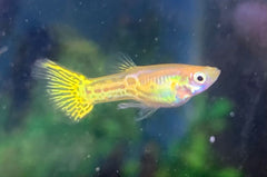 Guppy Golden Cobra