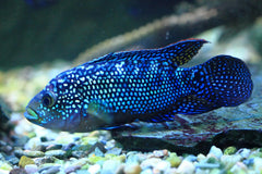 Electric Blue Jack Dempsey Cichlid