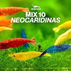 Mixed Neocaridina Starter Pack