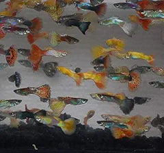 Guppy Color Mix 12 Pack