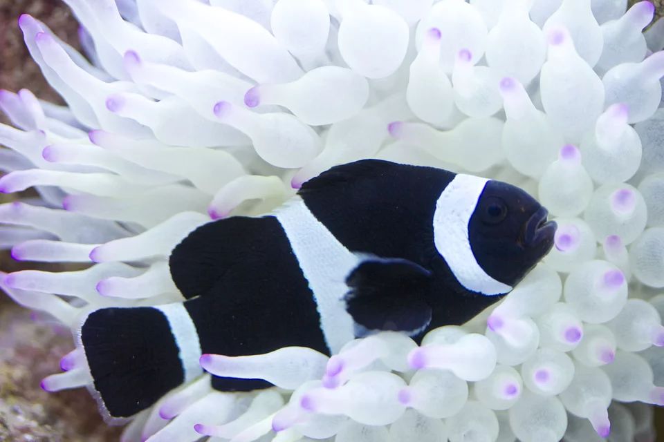 Black Ocellaris Darwin Clownfish Tank Raised - Medium