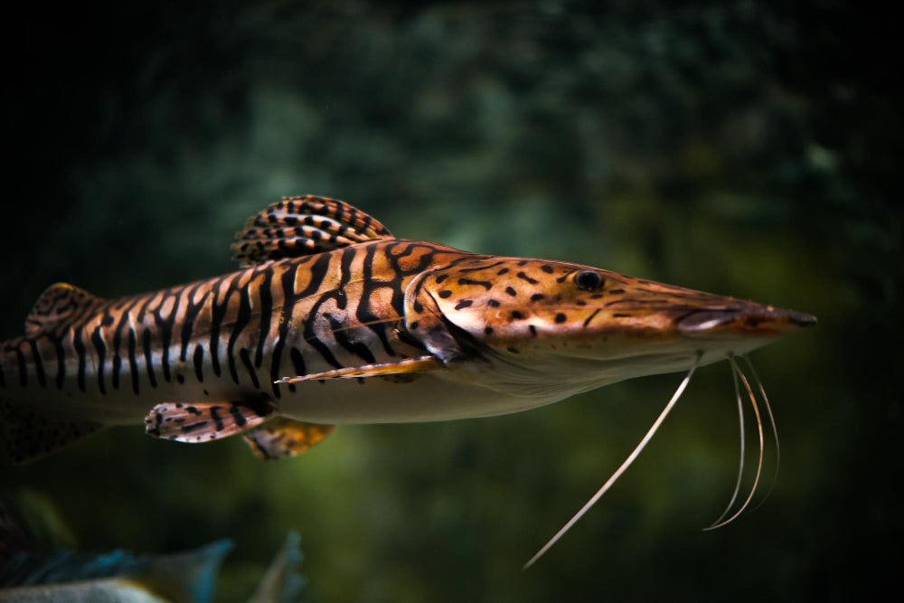 Tiger Snake Skin Discus