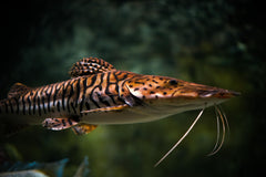 Tiger Snake Skin Discus