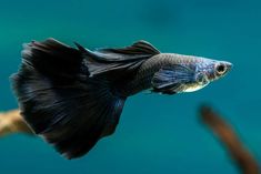 Guppy Black