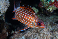 Crown Squirrelfish - Medium