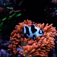 Black Snowflake Ocellaris Clownfish Tank Raised - Medium