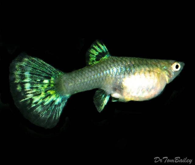 Guppy Female Green Scissor Tail