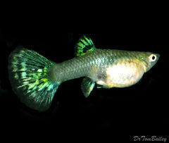 Guppy Female Green Scissor Tail