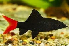 Red Tail Black Shark