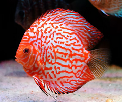 Red Spider Discus