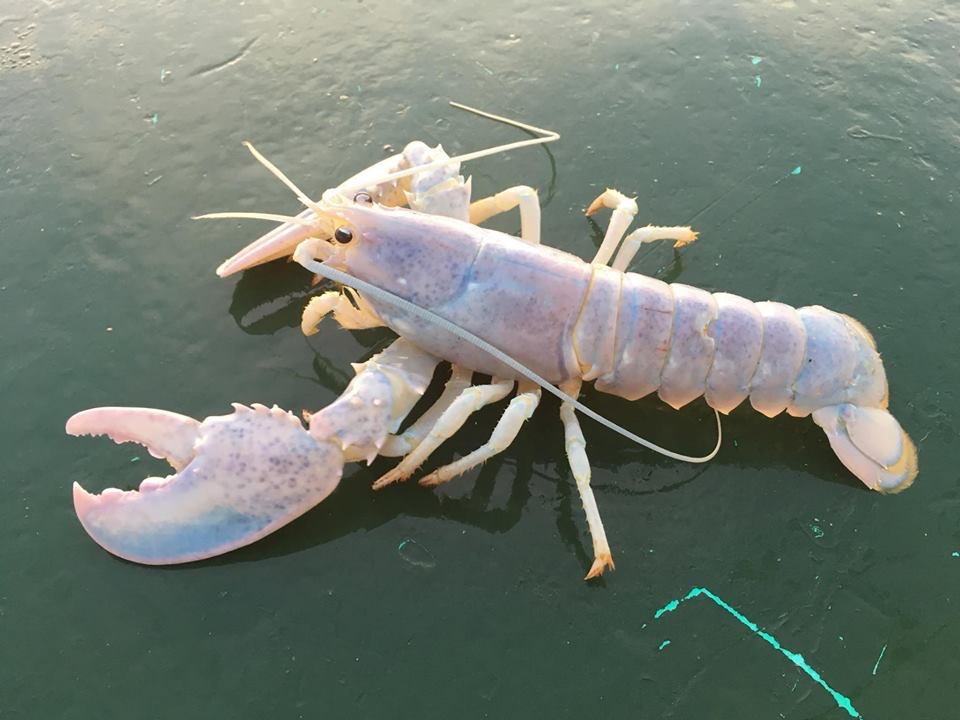 Ghost Lobster