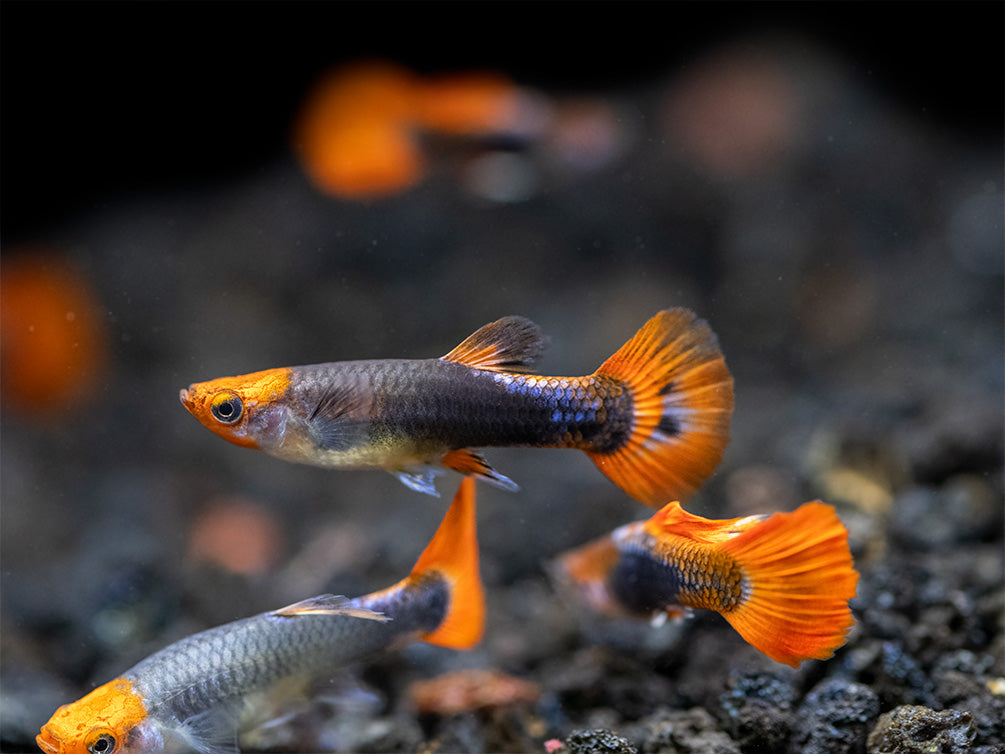 Guppy - Koi Cobra