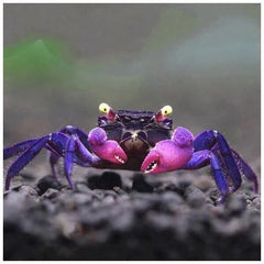 Black & Purple Vampire Crab