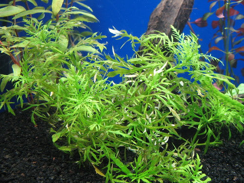 Hygrophila Difformis