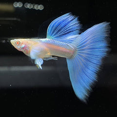 Guppy - Albino Sky Blue