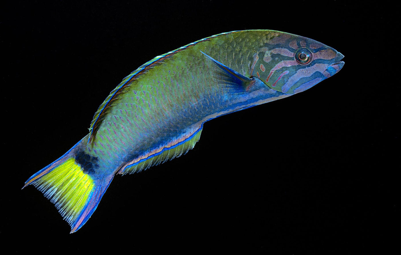 Lunare Wrasse Indonesia - Small