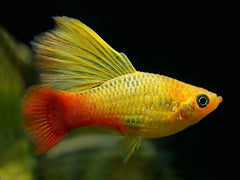 Highfin Candy Crescent Platy