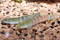 Sumo Loach