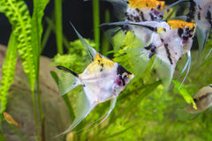 Koi Angel