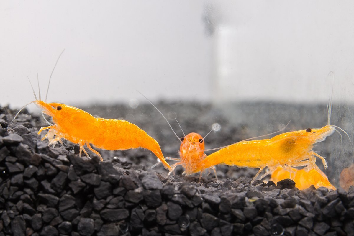 Fire Orange Shrimp