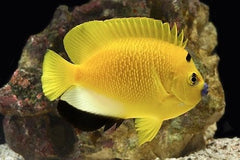 Yellowfin Pygmy Angel - Medium