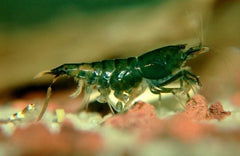 Green Hulk Shrimp
