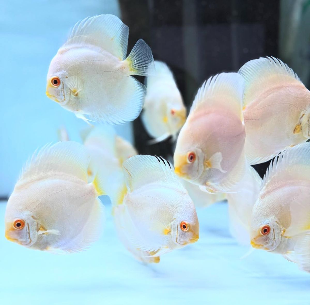 Ghost Discus