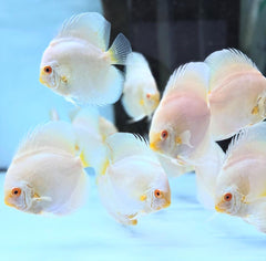 Ghost Discus