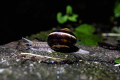 Snail Eating Snail