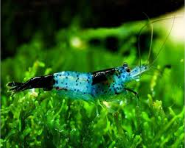 Black Carbon Shrimp