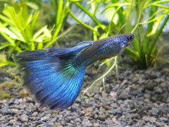 Blue Moscow Delta Guppy Male