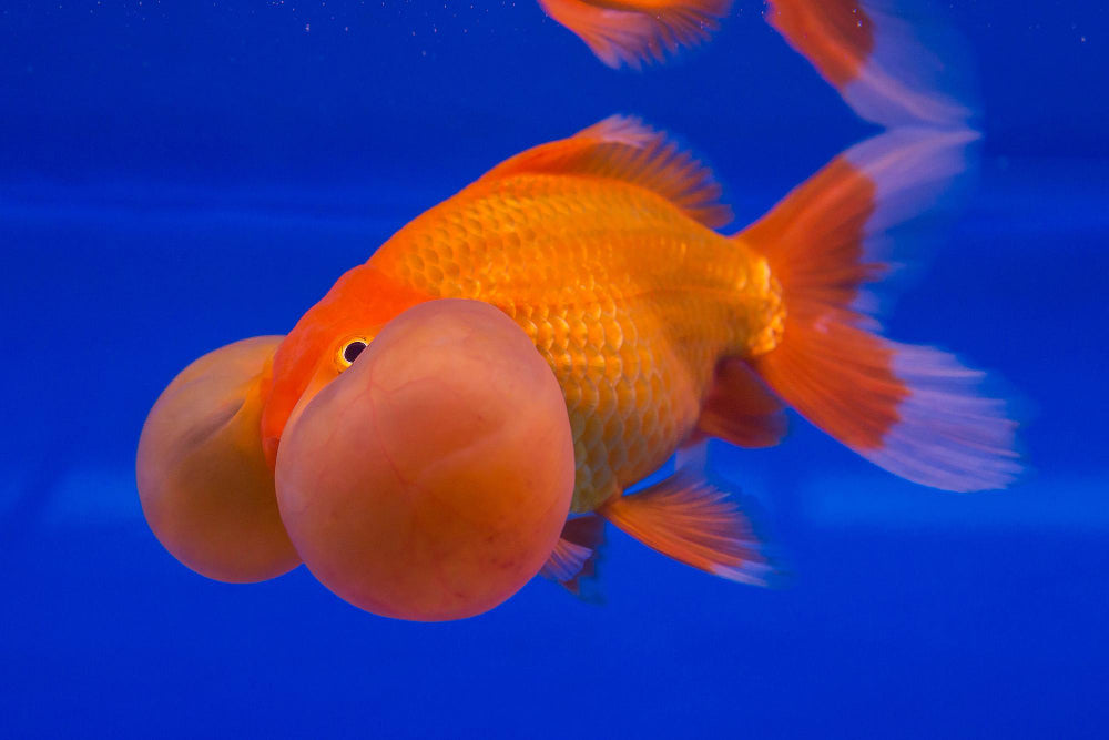 Assorted Bubble Eye Goldfish