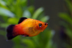 Sunburst Wag Platy