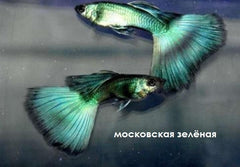 Guppy - Green Elephant Half Moon