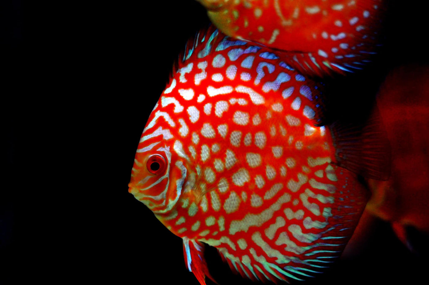 Red Dragon Discus - 3"