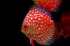Red Dragon Discus - 3"