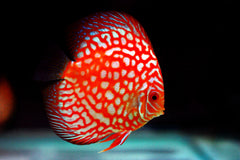 Red Velvet Discus