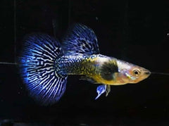 Guppy - Haritha Blue Tiger Dragon