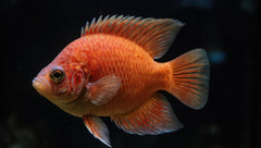 Red Oscar