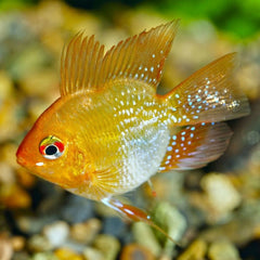 Golden Ramirezi