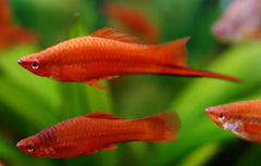 Sword Tail Red Wag Tail