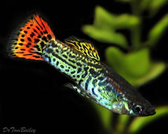 Jade Head Delta Guppy Male