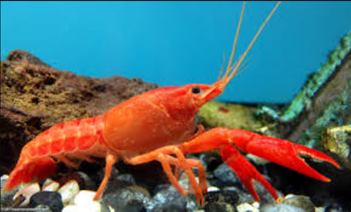 Bright Orange Lobster