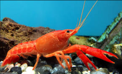 Bright Orange Lobster