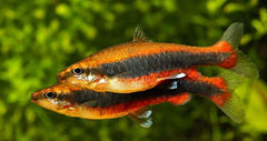 Beckfords Pencil Fish