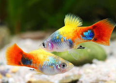 Painted Platy