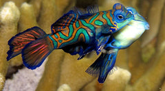 Green Mandarinfish - Large