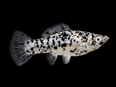 Salt & Pepper Platy
