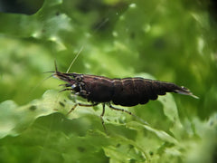 Black Rose Shrimp